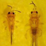 Scirtothrips Aurantii