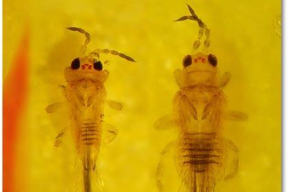 Scirtothrips Aurantii