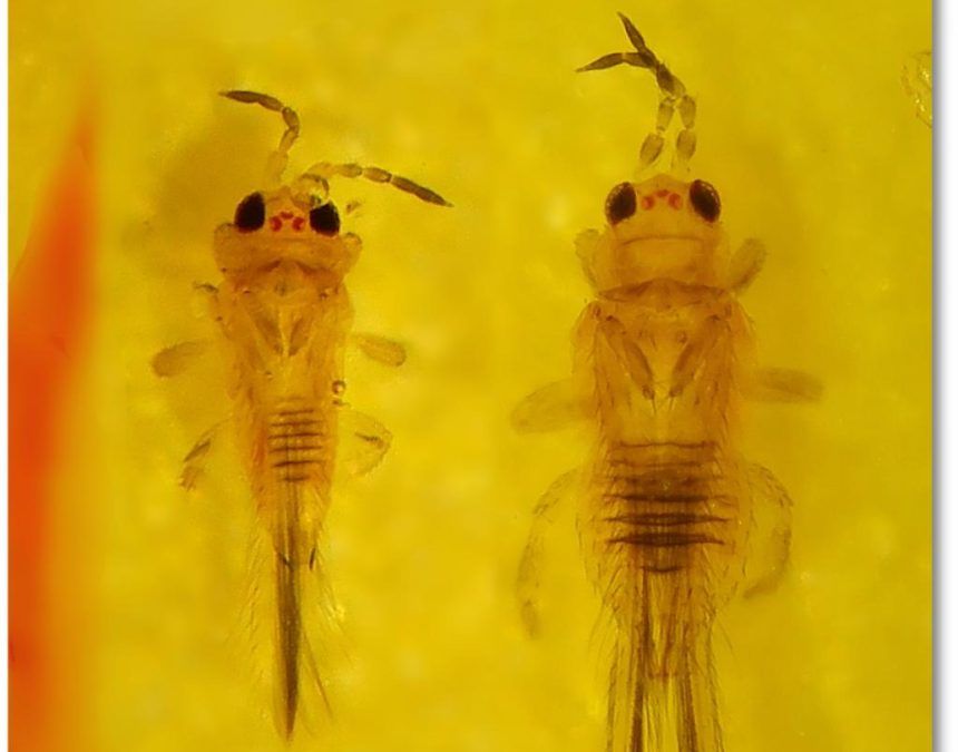 Scirtothrips Aurantii