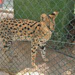 Desmantelan un zoo privado clandestino en Nules