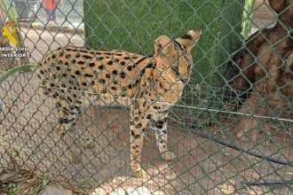 Desmantelan un zoo privado clandestino en Nules