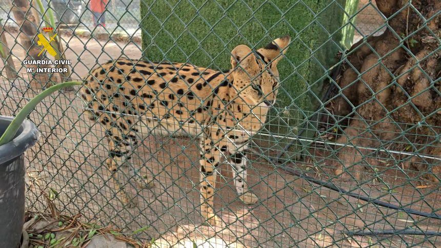 Desmantelan un zoo privado clandestino en Nules