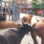 Bou per la vila de Vila-real en ÀPunt