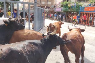 Bou per la vila de Vila-real en ÀPunt