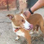 15 perros robados en Castellón