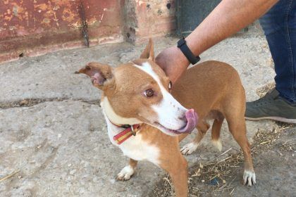 15 perros robados en Castellón