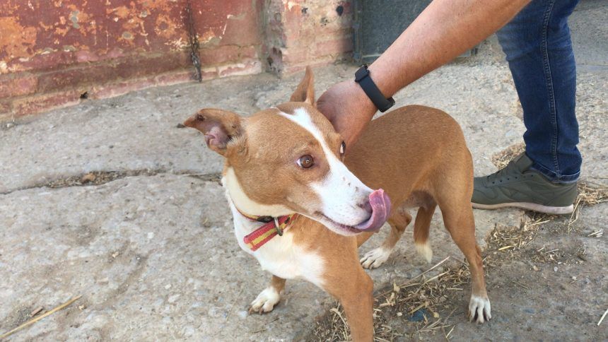15 perros robados en Castellón