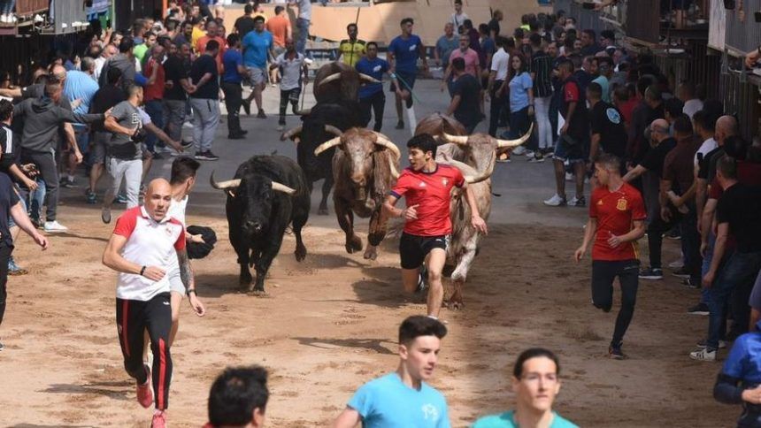 Fiestas de Vila-real sin encierro de toros cerriles
