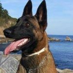 Benicàssim homenajeará a su héroe perruno Nilo