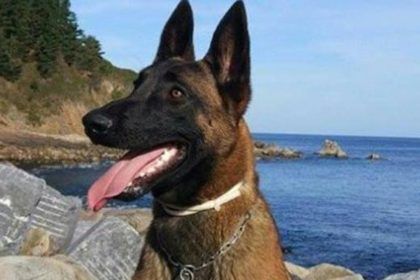 Benicàssim homenajeará a su héroe perruno Nilo
