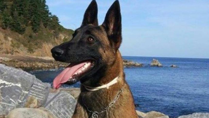 Benicàssim homenajeará a su héroe perruno Nilo