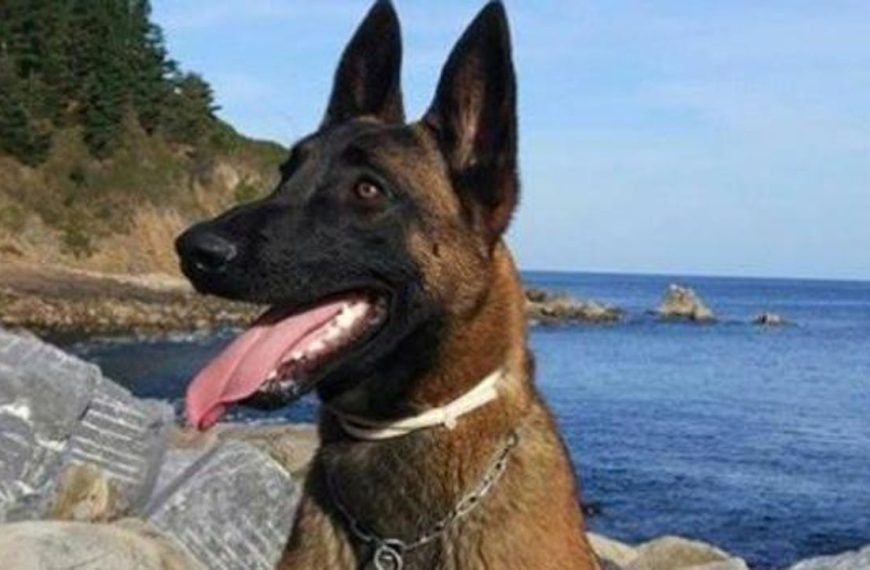 Benicàssim homenajeará a su héroe perruno Nilo