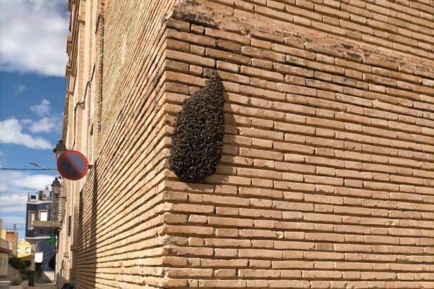 Enjambre de abejas en Vila-real