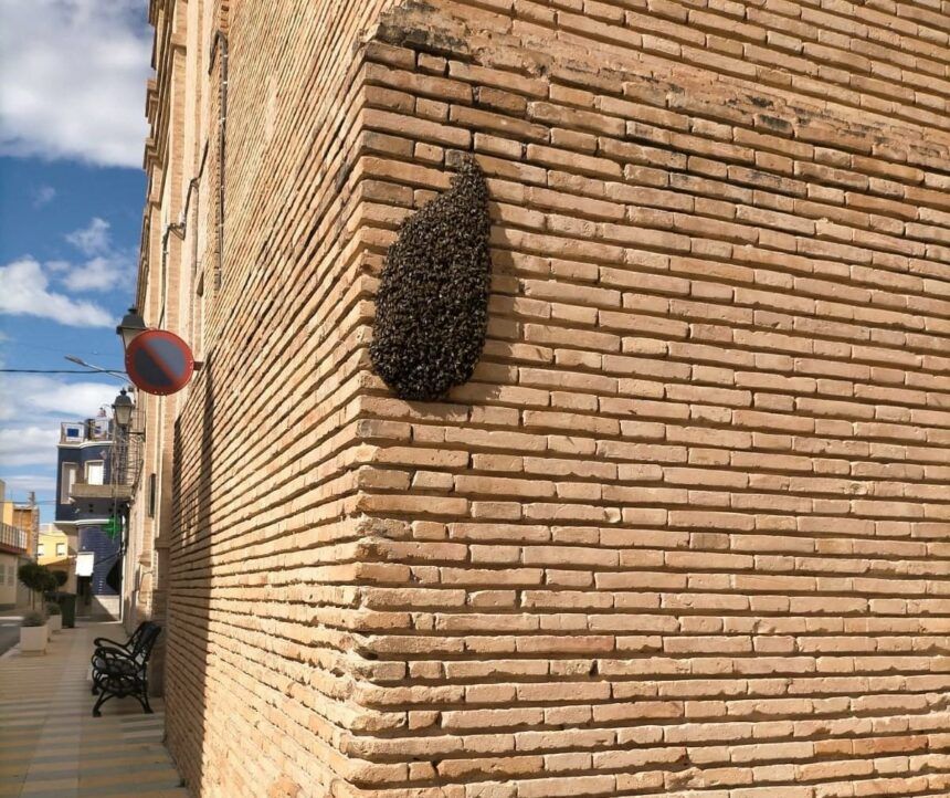 Enjambre de abejas en Vila-real