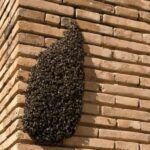 Enjambre de abejas en Vila-real