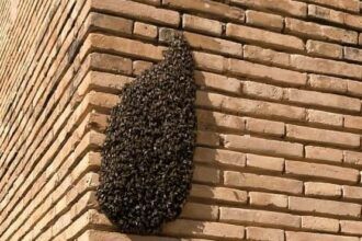 Enjambre de abejas en Vila-real