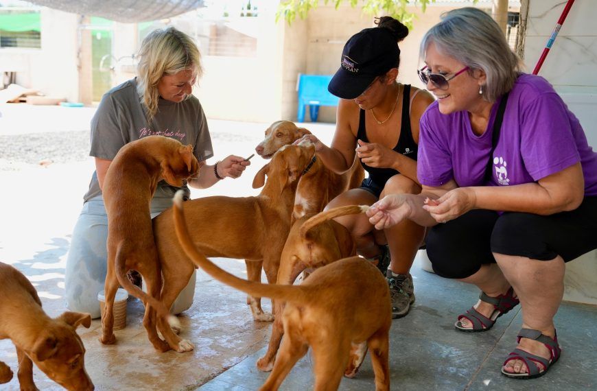 L’Alcora celebra la V Fira d’Adopció per fomentar l’adopció responsable i el benestar animal