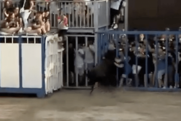 Un toro hiere a un vecino de Vila-real durante las fiestas de la Misericordia de Burriana