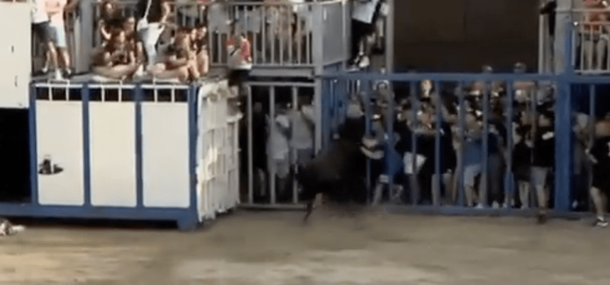 Un toro hiere a un vecino de Vila-real durante las fiestas de la Misericordia de Burriana