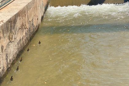 Patos en la Séquia Major de Vila-real