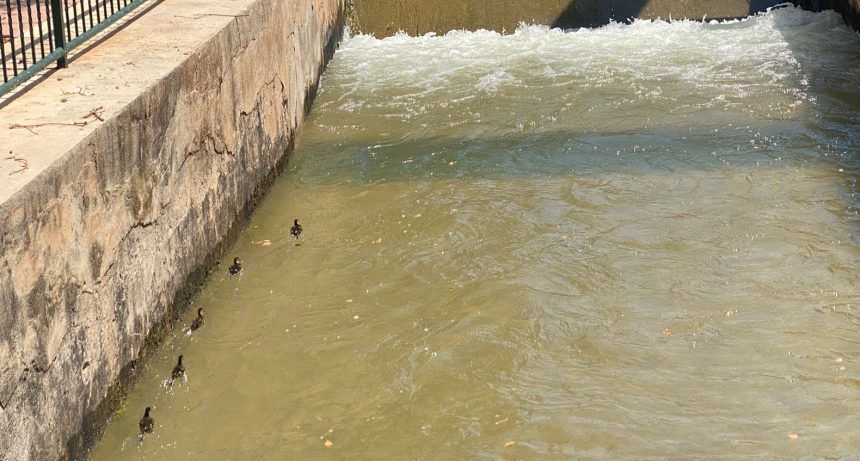 Patos en la Séquia Major de Vila-real