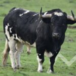 Toro San Pasqual 2026