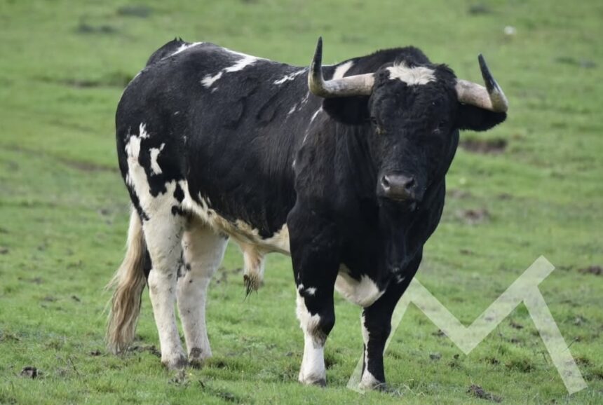 Toro San Pasqual 2026