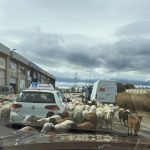 Ovejas paralizan el tráfico