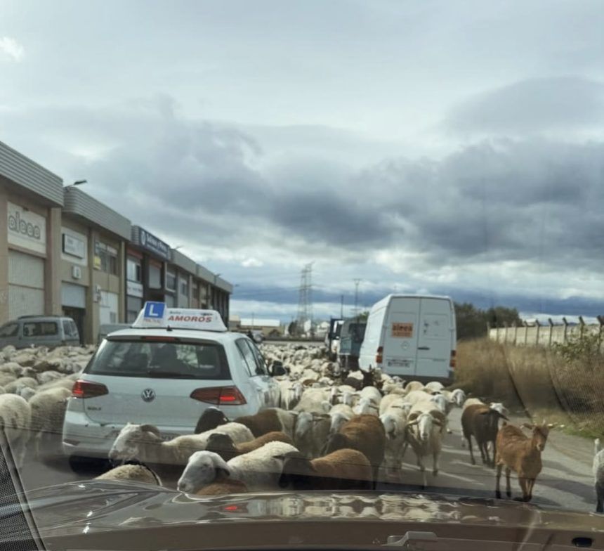 Ovejas paralizan el tráfico