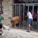 Susto en las fiestas de Portell de Morella con una vaca queda atrapada