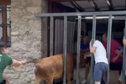 Susto en las fiestas de Portell de Morella con una vaca queda atrapada