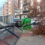 La tormenta en Burriana provoca caídas de árboles