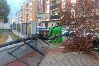 La tormenta en Burriana provoca caídas de árboles