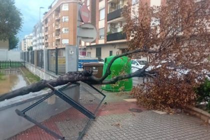 La tormenta en Burriana provoca caídas de árboles
