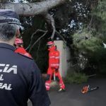Un árbol cae en Vila-real por las lluvias