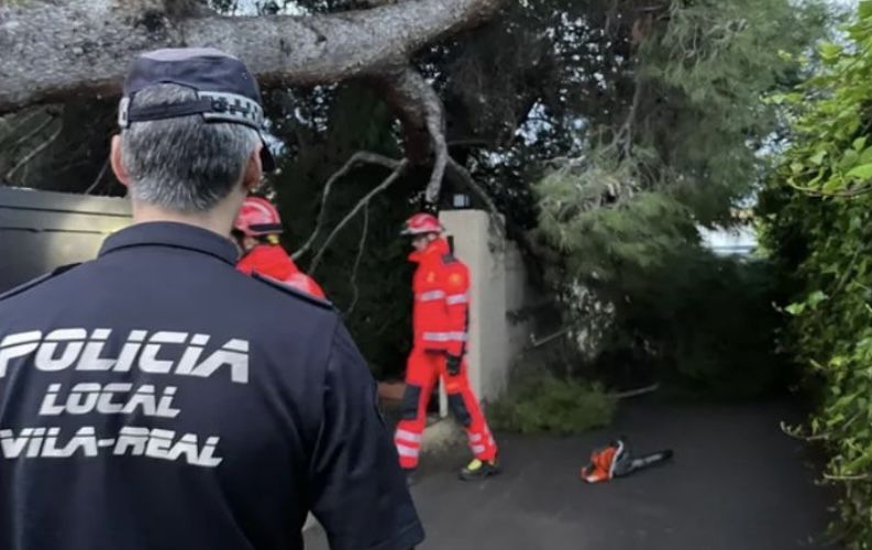 Un árbol cae en Vila-real por las lluvias