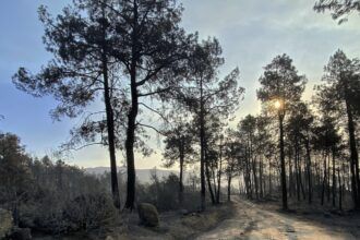 Limpieza de caminos por el incendio por parte de diputación