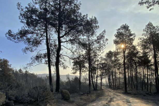 Limpieza de caminos por el incendio por parte de diputación