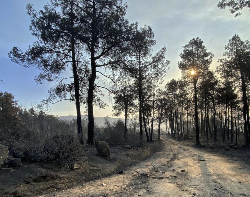 Limpieza de caminos por el incendio por parte de diputación
