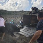 Toro de Jérica capturado