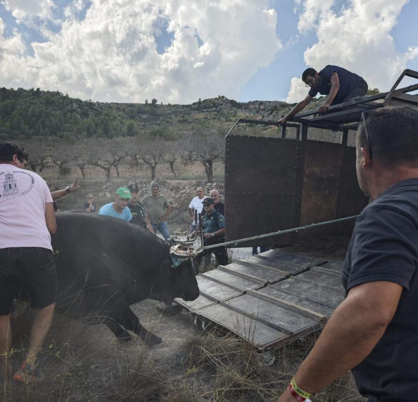 Toro de Jérica capturado