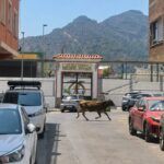 Una vaca se escapa en la Vall d'Uixó durante el incendio