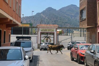 Una vaca se escapa en la Vall d'Uixó durante el incendio