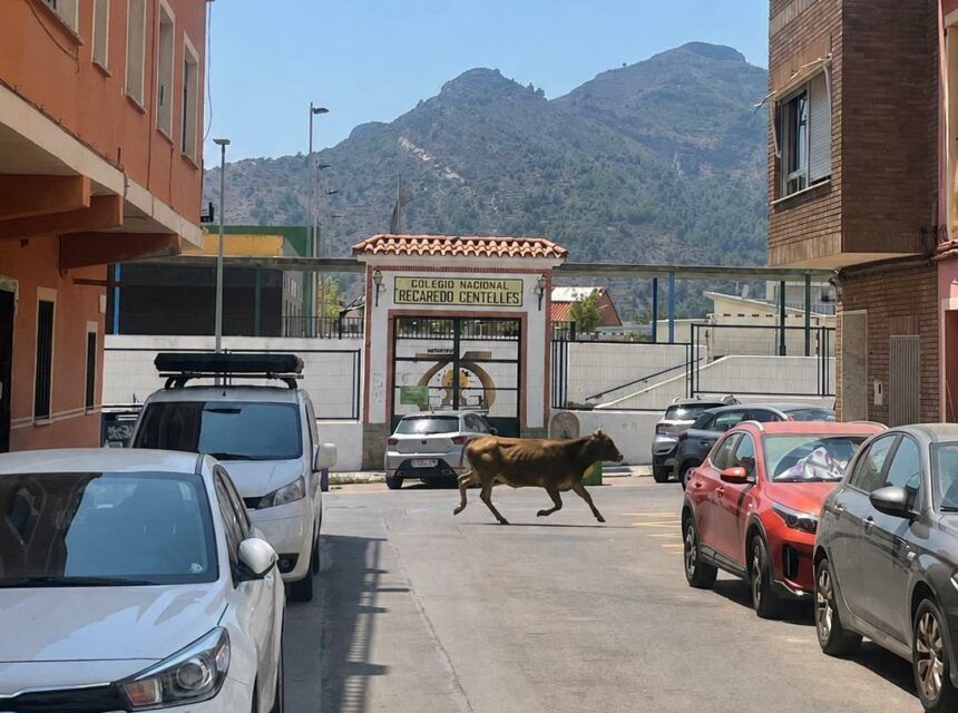 Una vaca se escapa en la Vall d'Uixó durante el incendio