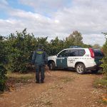 Robo naranjas Betxí