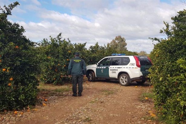 Robo naranjas Betxí