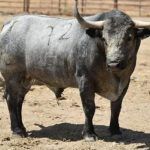 Toro de Victorino Martín fiestas Vila-real