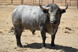 Toro de Victorino Martín fiestas Vila-real