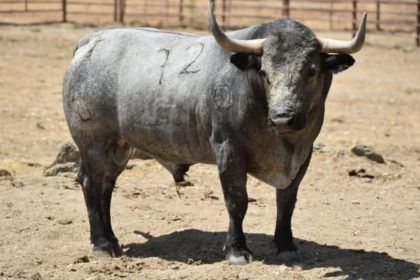 Toro de Victorino Martín fiestas Vila-real
