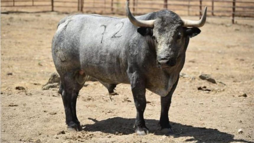 Toro de Victorino Martín fiestas Vila-real